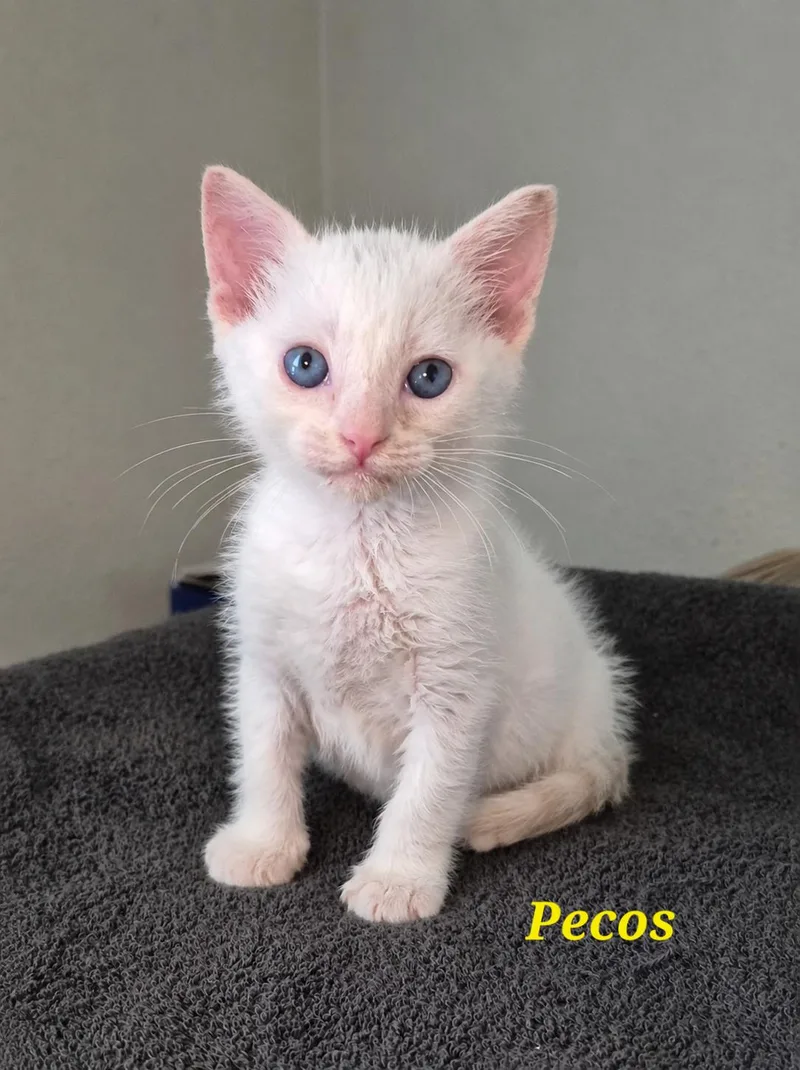 Pecos