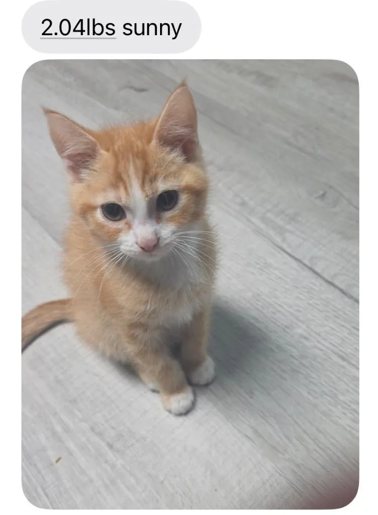 A baby medium-sized male Domestic Short Hair cat named Sunny for adoption in Johnson City, TN