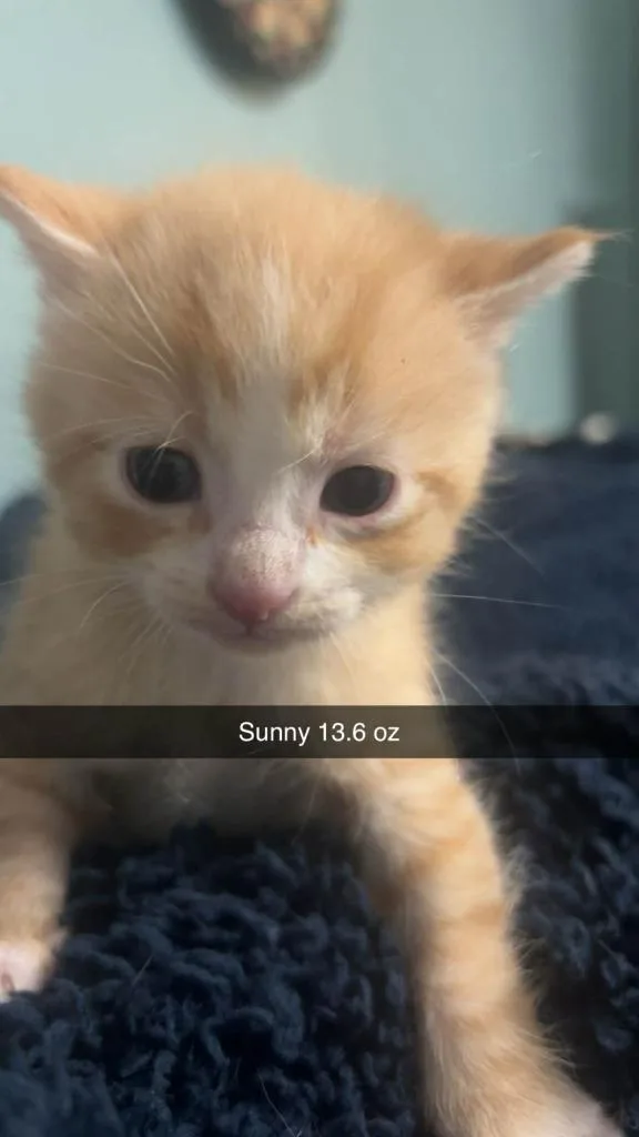 Sunny thumbnail 2