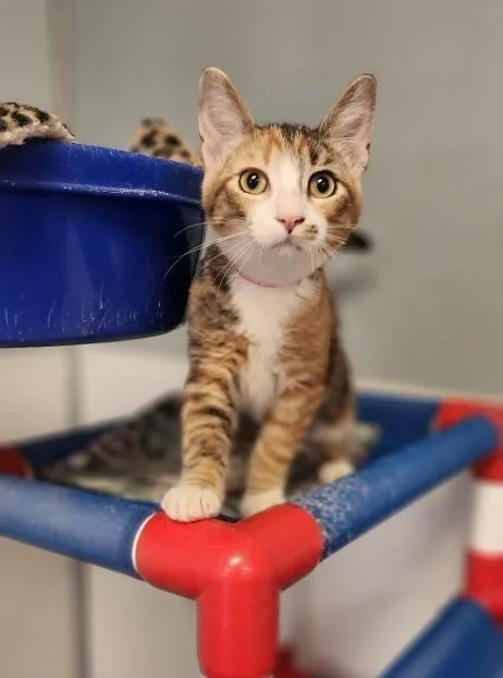 A young small-sized female Calico cat named Cat for adoption in Parlier, CA