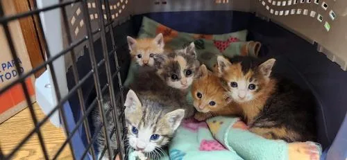 Cat thumbnail 3