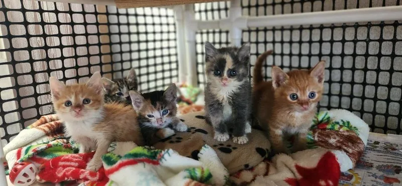 Cat thumbnail 4