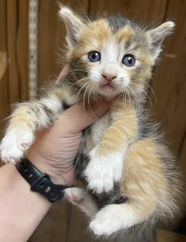 Cat thumbnail 5