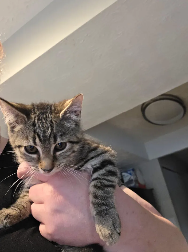 A baby small-sized male Tabby (Brown / Chocolate) Domestic Short Hair cat named Chips for adoption in Canal Winchester, OH