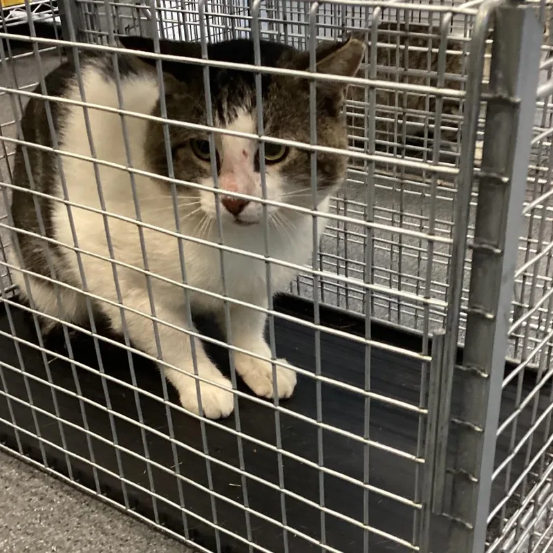 A young small-sized male White Domestic Short Hair cat named Chip for adoption in Montgomery, AL