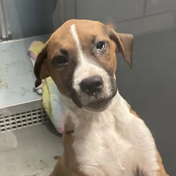 A baby small-sized female Terrier dog named Beans for adoption in Des Moines, IA