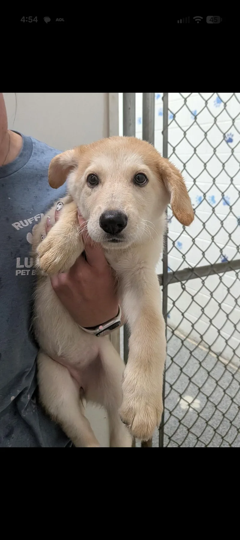 A baby medium-sized male Retriever dog named Dakota for adoption in Aurora, IL