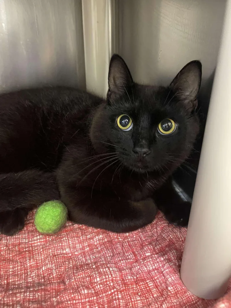 A young medium-sized male Black Domestic Short Hair cat named Hank the Hamburgler for adoption in Winthrop, ME