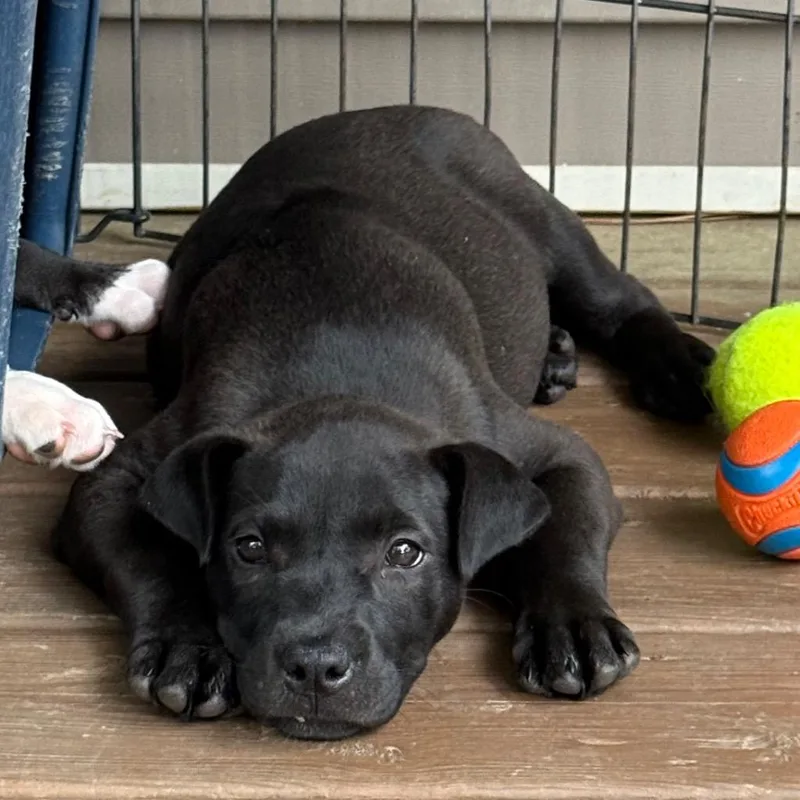 A baby medium-sized female Pit Bull Terrier dog named Vezee for adoption in Little Rock, AR