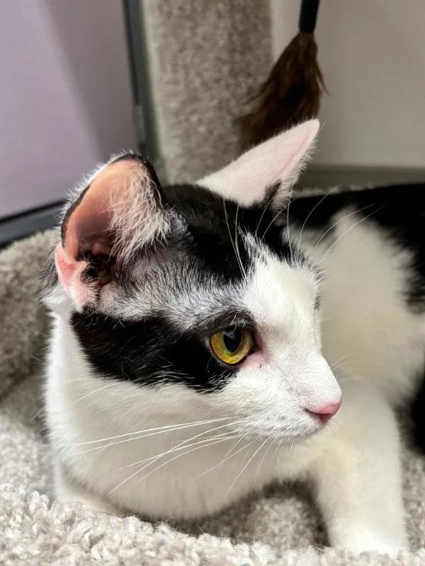 A young medium-sized female Black & White / Tuxedo Domestic Short Hair cat named Cookie for adoption in Greenville, DE