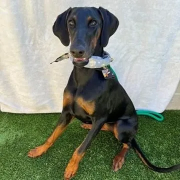 A young large-sized female Black Doberman Pinscher dog named Porsha for adoption in Newport Beach, CA