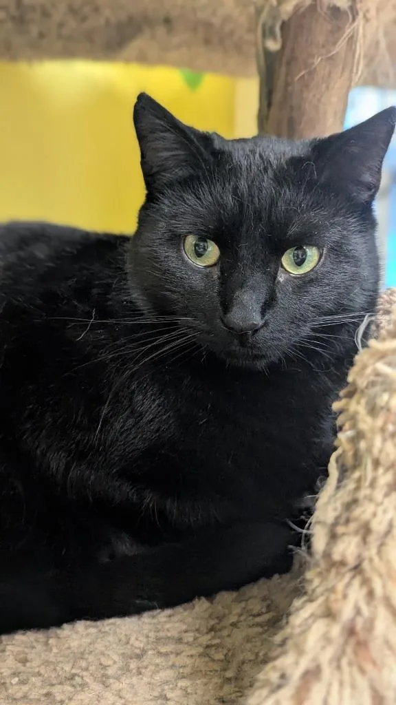 A young large-sized male Domestic Short Hair cat named Le Chat for adoption in Thayne, WY
