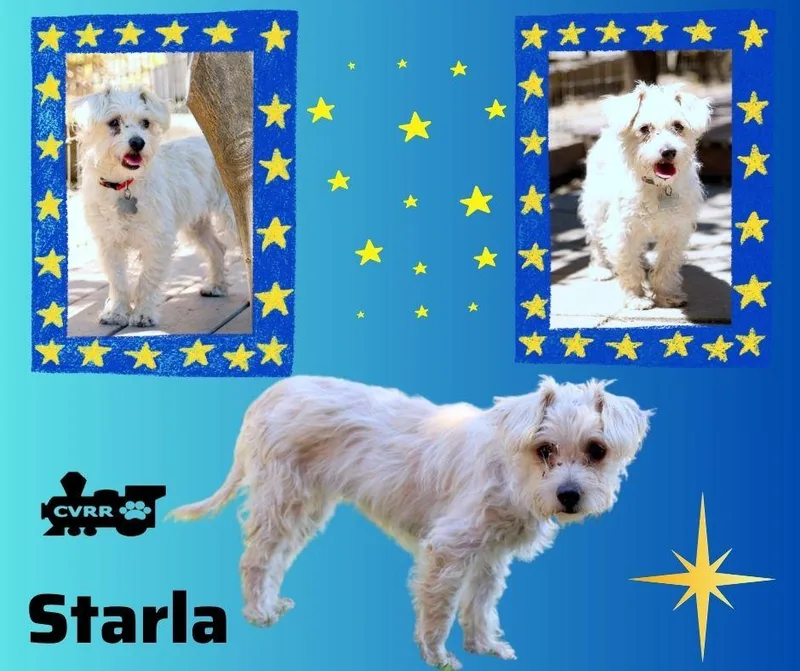 Starla