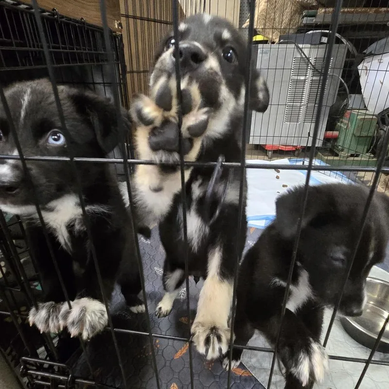 A baby small-sized male Black Mixed Breed dog named Dippy for adoption in Buffalo, MN