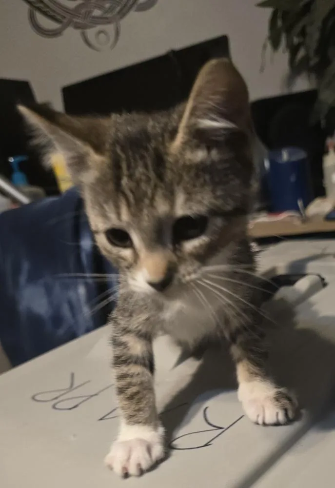 A baby small-sized male Domestic Short Hair cat named Axel for adoption in Thornton, CO