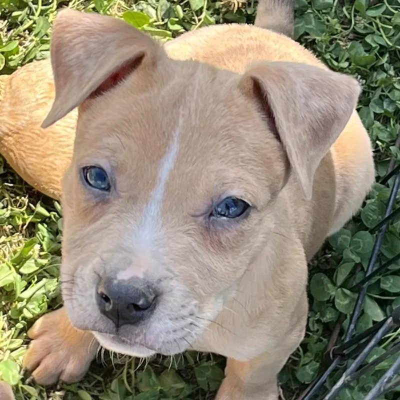 A baby medium-sized male Golden American Staffordshire Terrier dog named Toffeeblack for adoption in Cartersville, GA