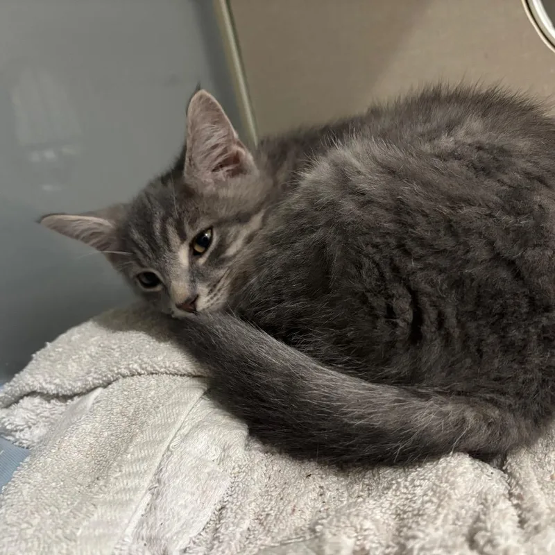 A baby small-sized male Gray / Blue / Silver Domestic Short Hair cat named Gentleman for adoption in Fairmont, WV