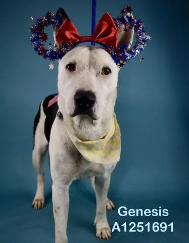 An adult large-sized female Pit Bull Terrier dog named Genesis for adoption in Bakersfield, CA