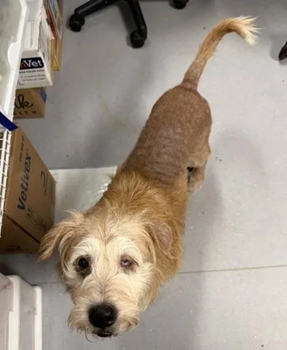 An adult medium-sized male Mixed Breed dog named Borat for adoption in West Chester, PA