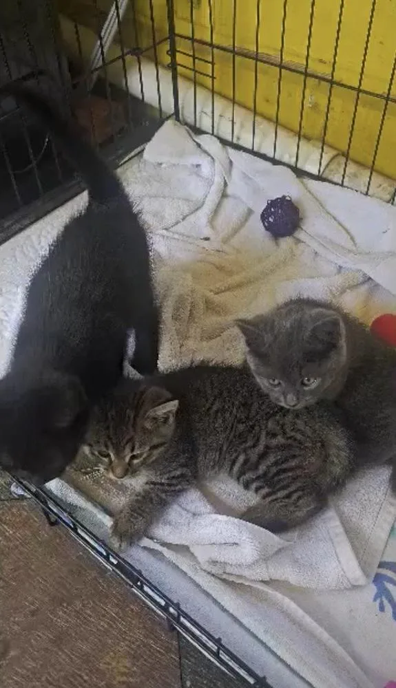 A baby medium-sized female Tabby (Brown / Chocolate) Domestic Short Hair cat named Jiji Aka Freya for adoption in Ruskin, FL