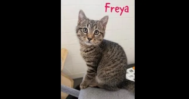 Jiji Aka Freya thumbnail 2