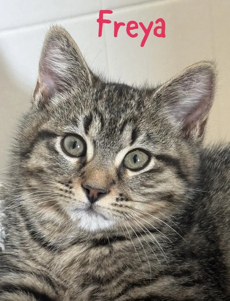 Jiji Aka Freya thumbnail 3