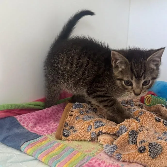 A baby small-sized male Brown / Chocolate Domestic Short Hair cat named Bullet for adoption in Elizabeth City, NC
