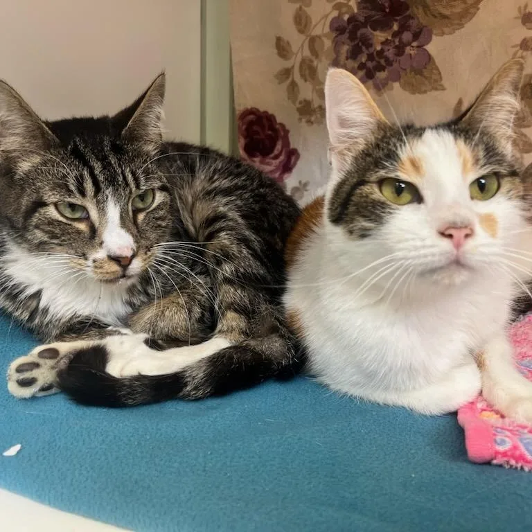 A young small-sized female Domestic Short Hair cat named Kayleebonded with Jaxon for adoption in Manassas, VA