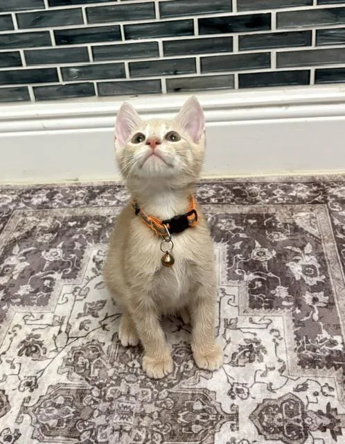 A baby small-sized male Orange & White American Shorthair cat named Roxy for adoption in Maitland, FL