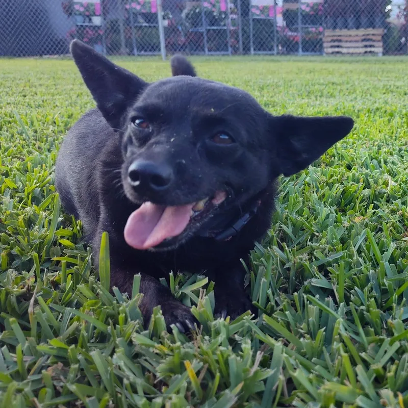 An adult small-sized female Black Chihuahua dog named Laverne And Shirley  for adoption in Homestead, FL