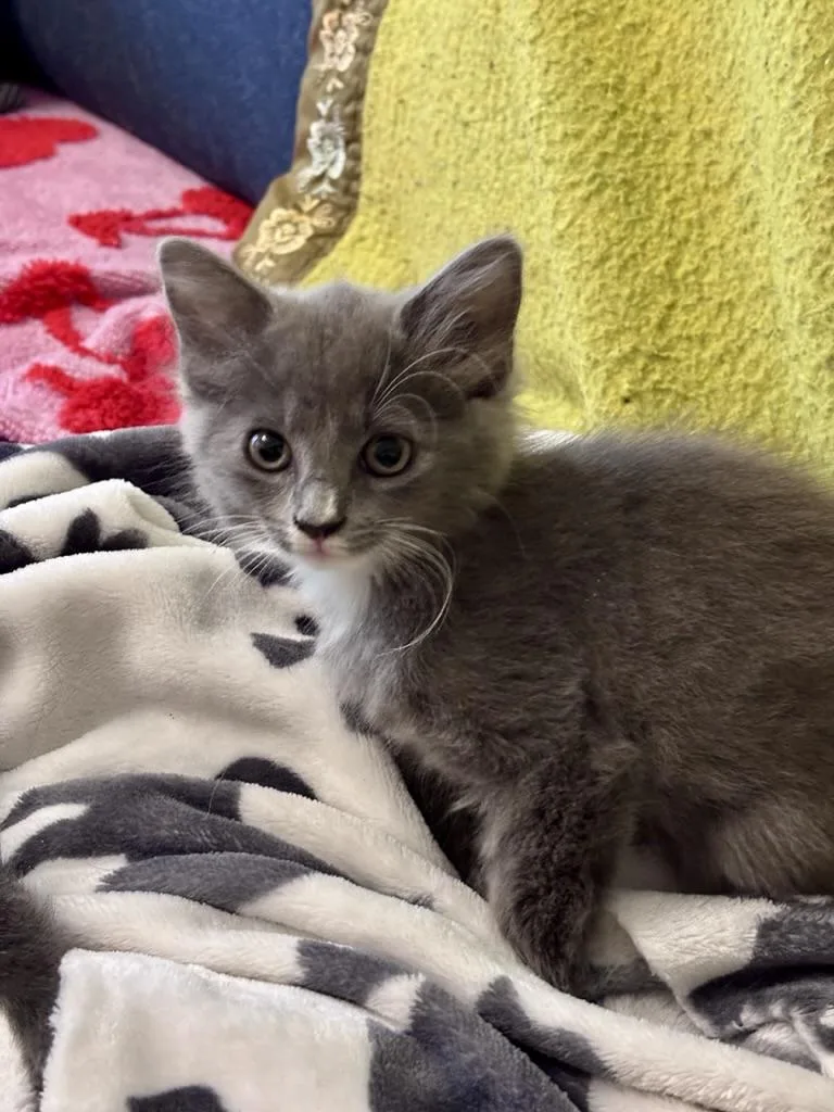 A baby medium-sized female Gray / Blue / Silver Domestic Short Hair cat named Tig for adoption in Clyde, NC