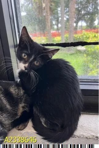 A baby small-sized female Domestic Short Hair cat named Moo for adoption in West Palm Beach, FL