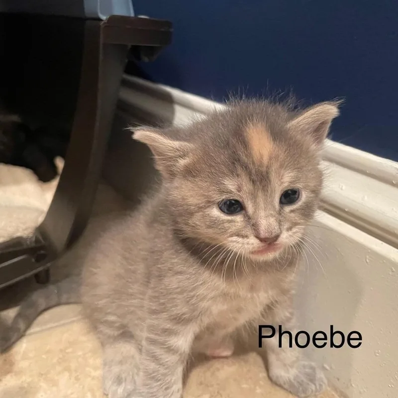 A baby small-sized female Gray / Blue / Silver Domestic Short Hair cat named Phoebe for adoption in Greensboro, GA