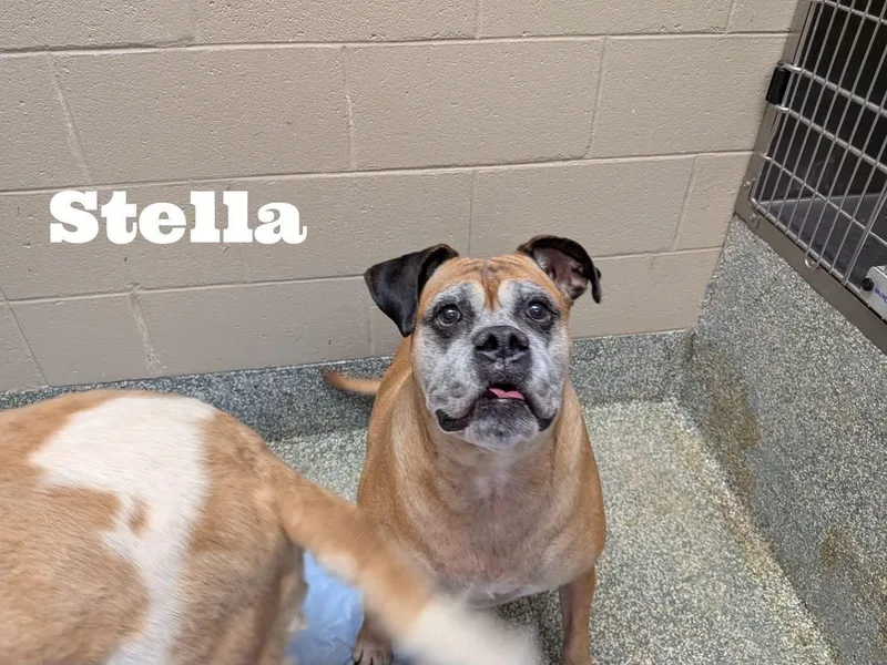 Stella
