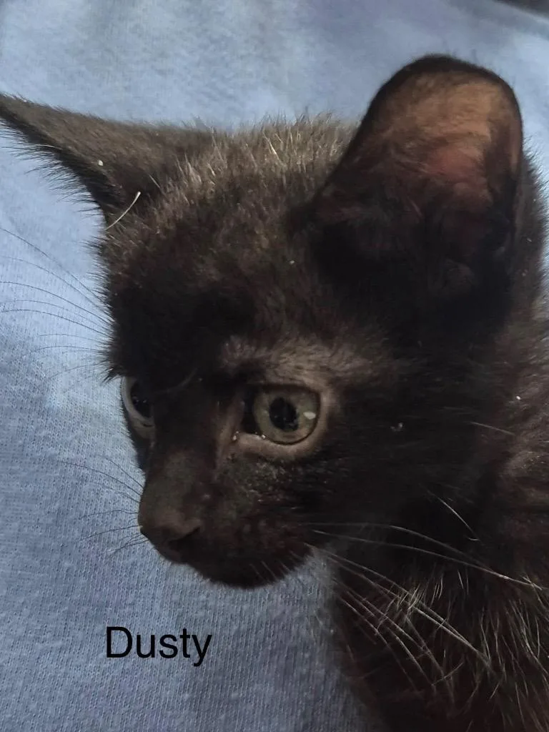 A baby medium-sized male Domestic Short Hair cat named Dusty for adoption in Spring, TX