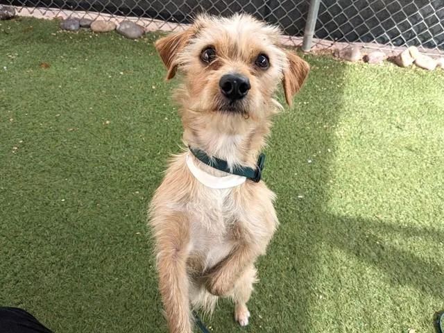 A young small-sized male Chihuahua dog named Rowdy for adoption in Phoenix, AZ