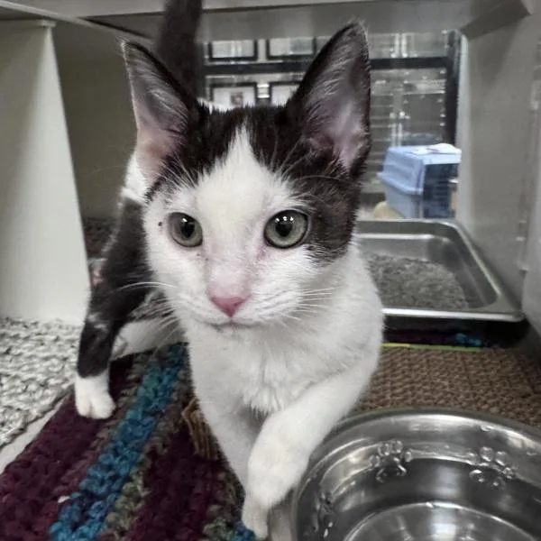 A baby small-sized female Domestic Short Hair cat named Squeak for adoption in Des Moines, IA