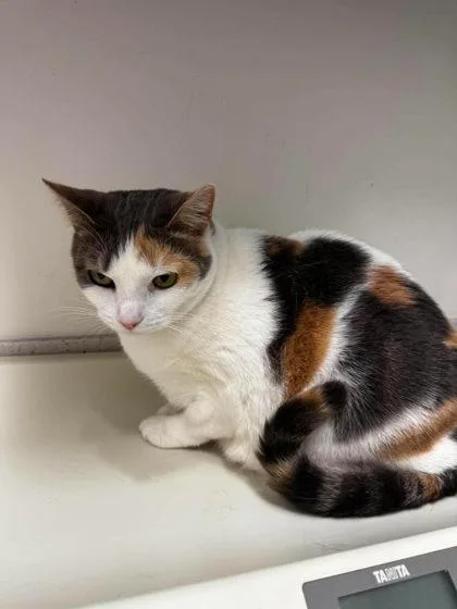 An adult medium-sized female Orange / Red Domestic Short Hair cat named Luna for adoption in Annapolis, MD