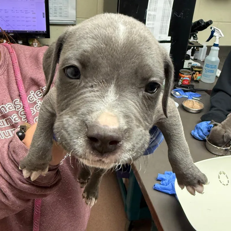A baby small-sized male Gray / Blue / Silver Mixed Breed dog named Zion for adoption in Columbus, GA