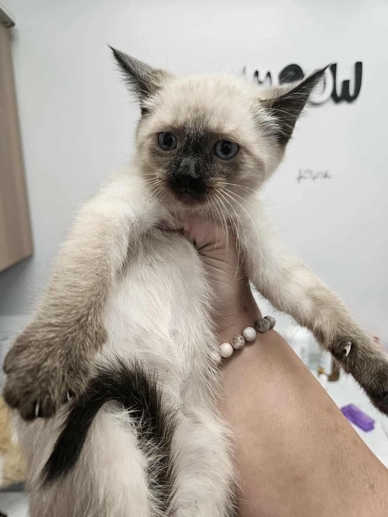 A young medium-sized female Domestic Short Hair cat named Twinkie for adoption in Republic, MO