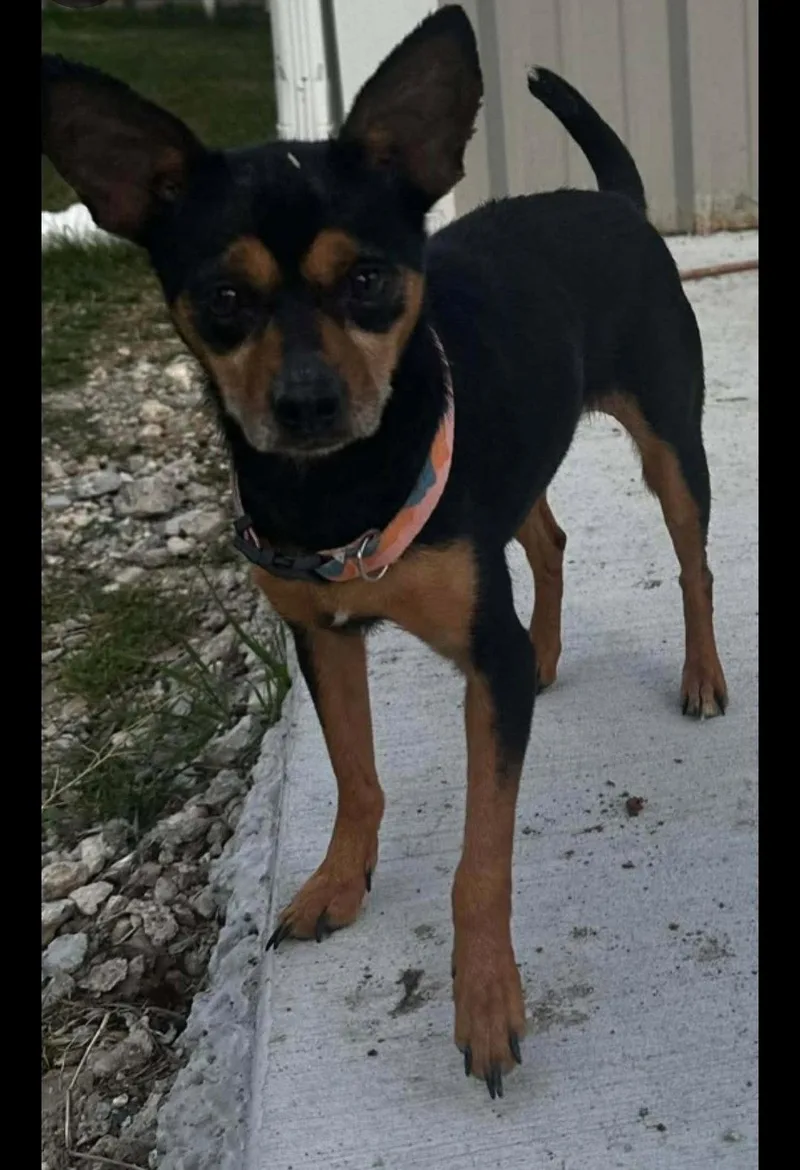 An adult small-sized female Chihuahua dog named Lily for adoption in Dallas, TX
