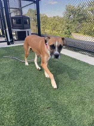 An adult medium-sized female Brown / Chocolate Mixed Breed dog named Faline for adoption in Kansas City, MO