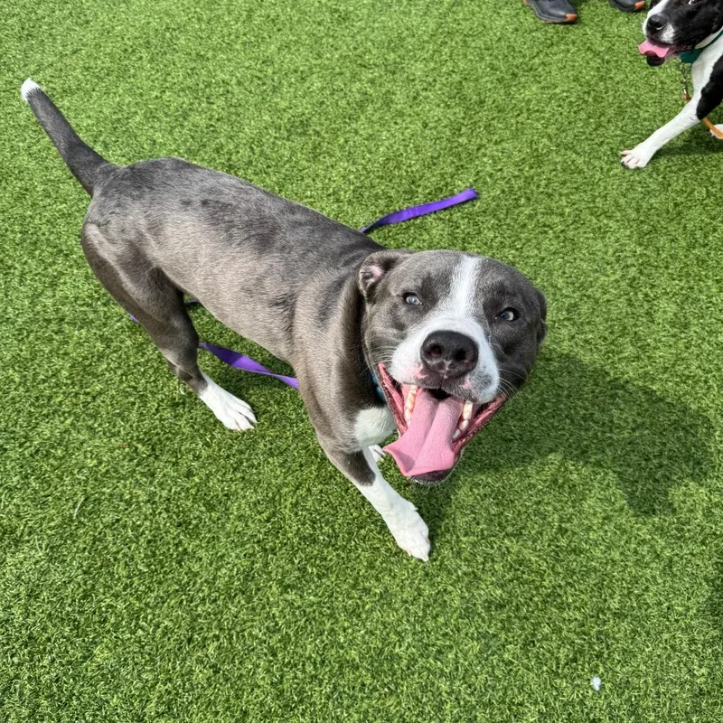 A young medium-sized male Gray / Blue / Silver Mixed Breed dog named Tsunami for adoption in Pittsburgh, PA