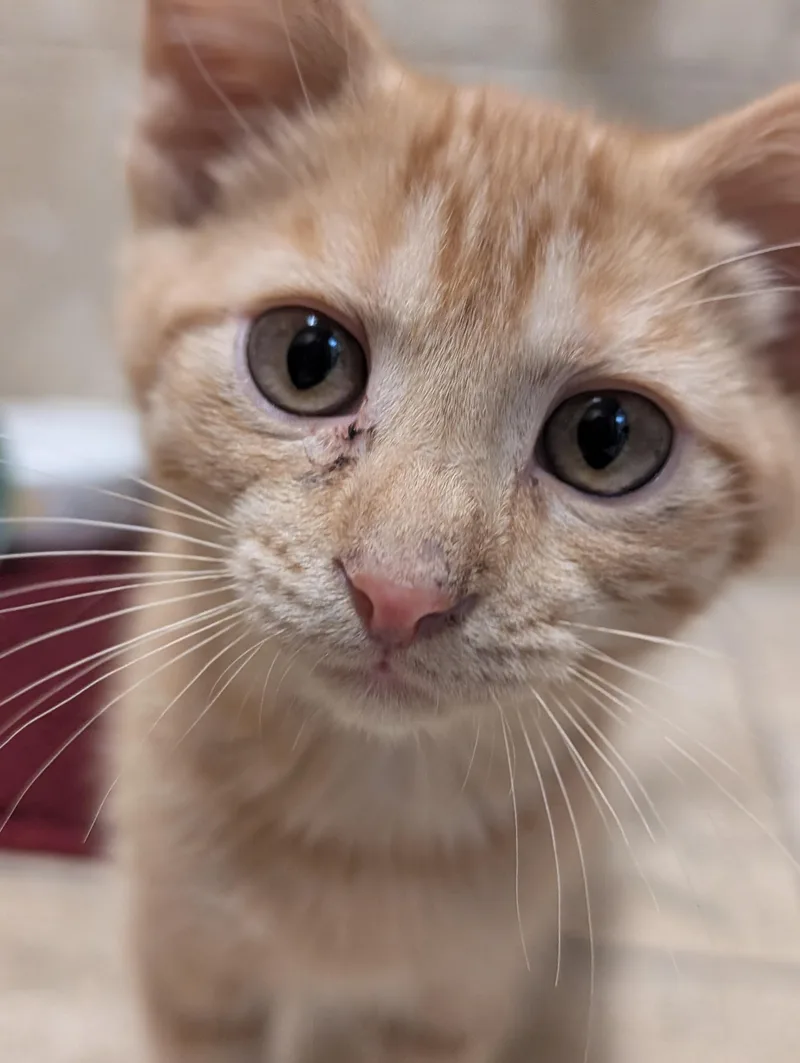 A baby medium-sized male Tabby (Orange / Red) Domestic Short Hair cat named Beep Boop for adoption in Jefferson, WI