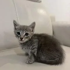 A baby small-sized male Domestic Short Hair cat named Orion for adoption in Miami, FL