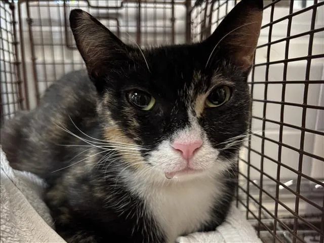 A young small-sized female Domestic Short Hair cat named Cali for adoption in San Pedro, CA