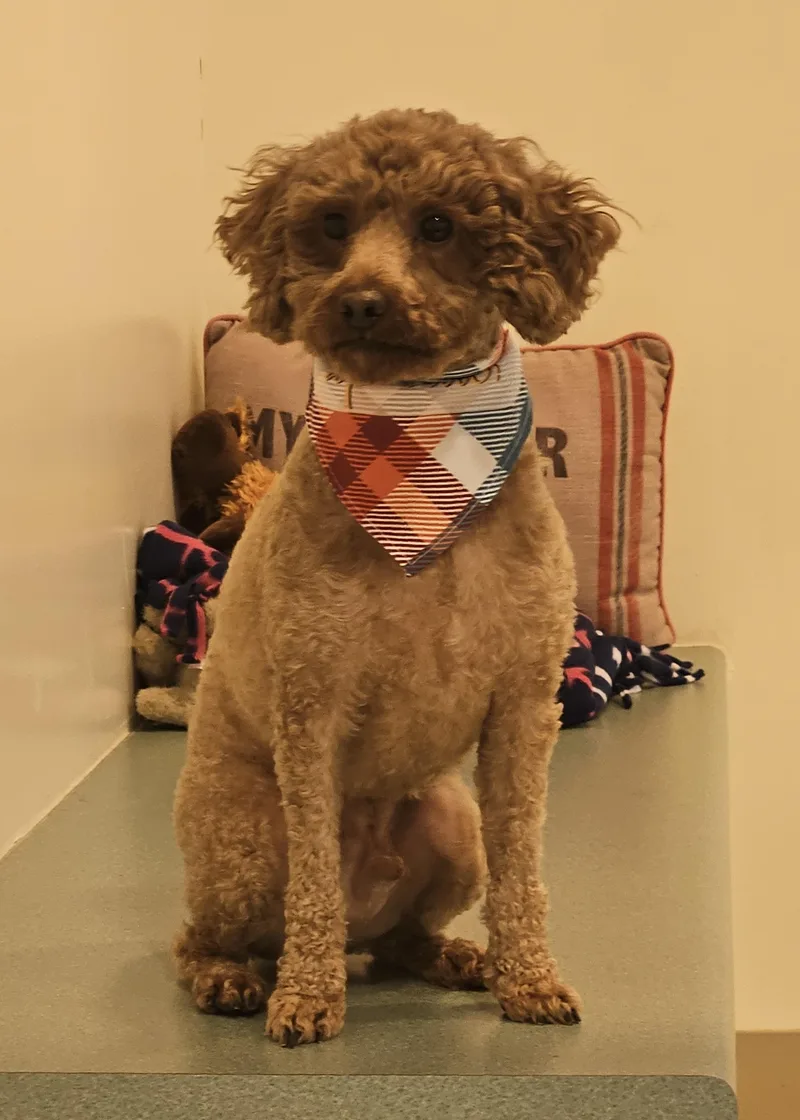 Louie