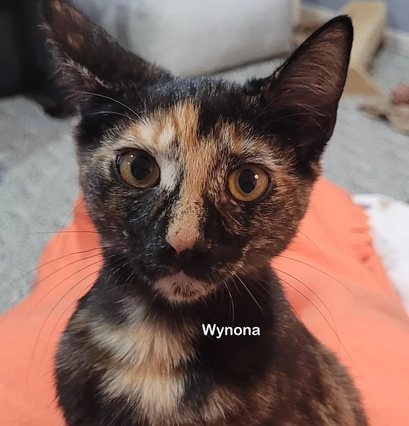 A young medium-sized female Tortoiseshell cat named Wynona for adoption in Portland, OR