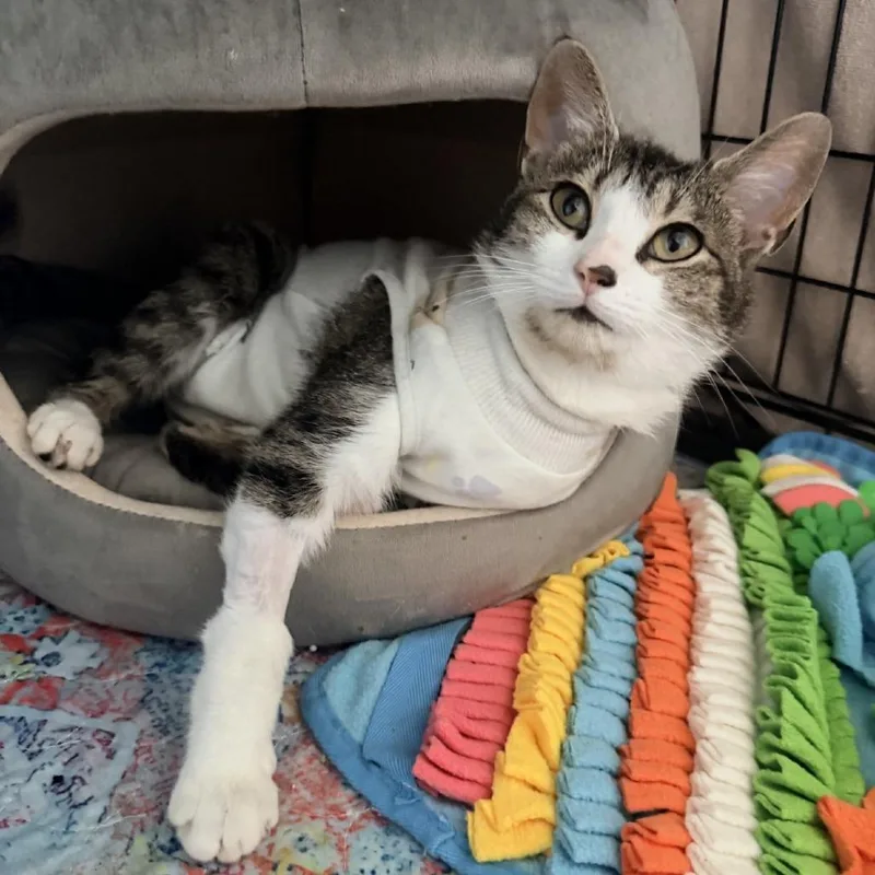 An adult small-sized female White Domestic Short Hair cat named Jade for adoption in Winchester, VA