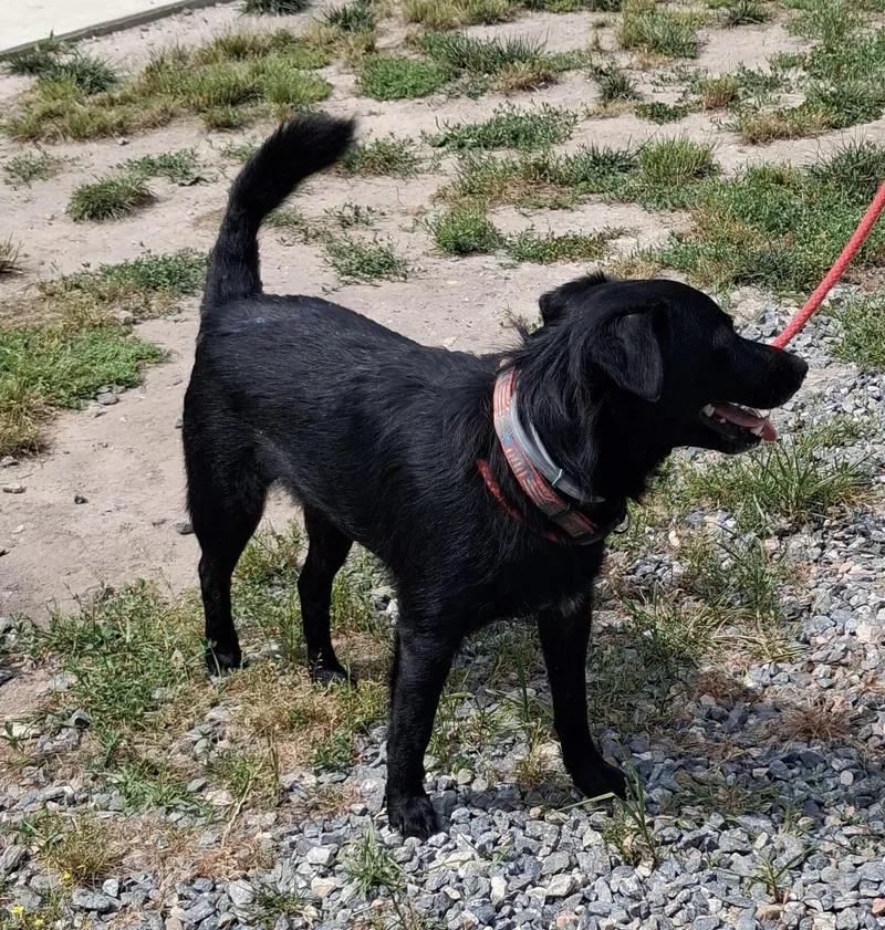 An adult medium-sized male Labrador Retriever dog named Dahwg for adoption in Gloucester, VA
